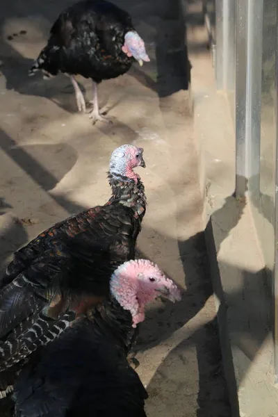 a group of young beautiful domestic birds