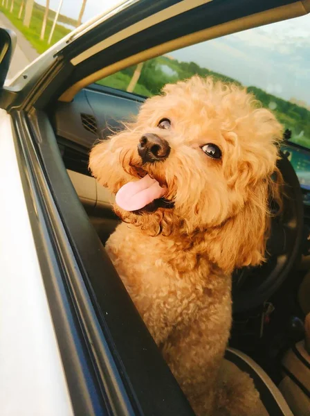 dog in the car