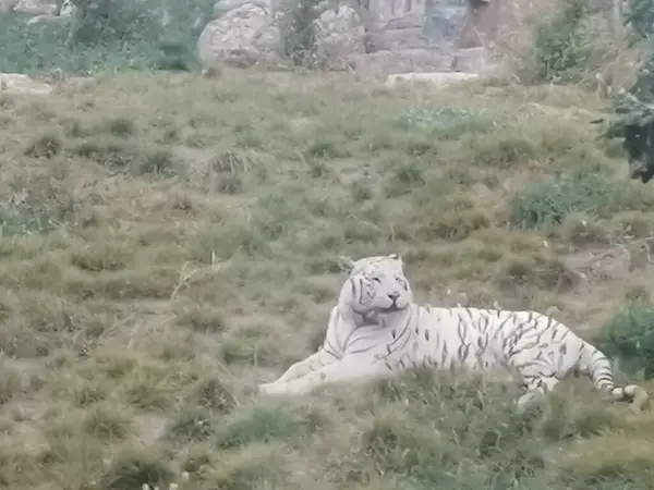 Schöner Weißer Tiger Wald — Stockfoto