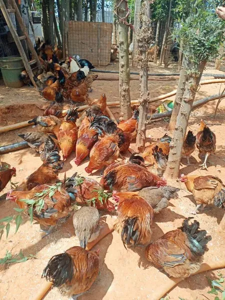a group of chickens in the market