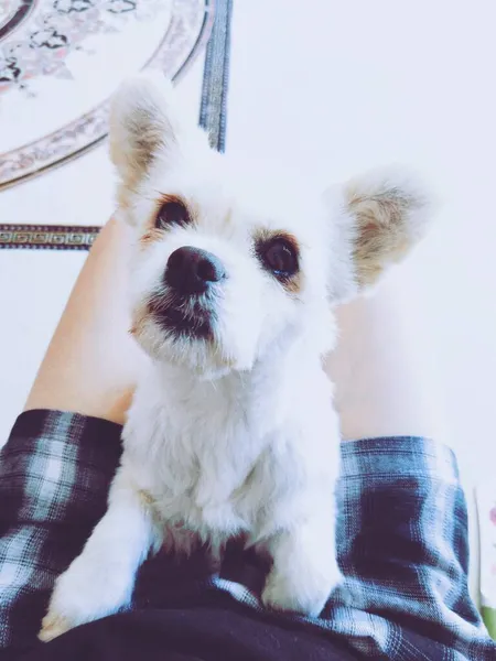 cute dog with a white rabbit