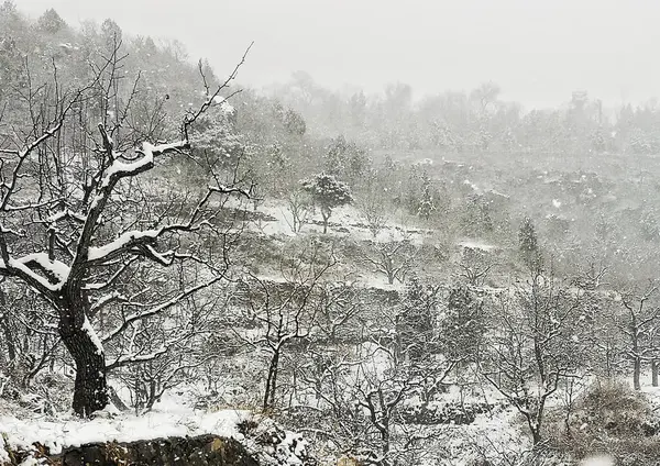 stock image winter landscape with snow covered trees