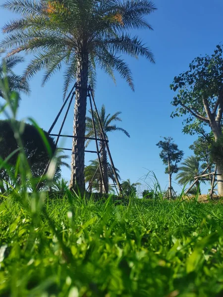 palm trees in the forest