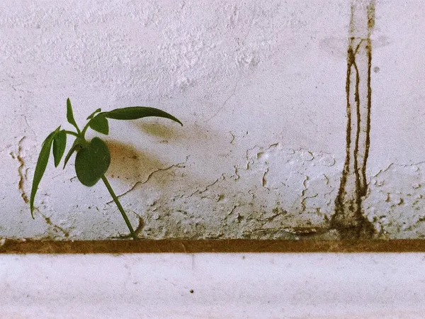 green plant on wall
