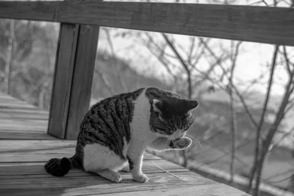 black and white cat sitting on the windowsill