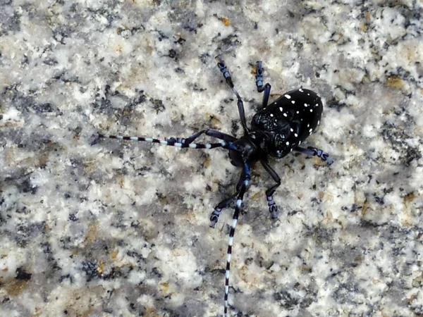 close up of a black and white beetle