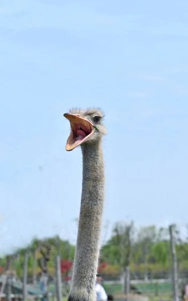 ostrich head portrait, profile view