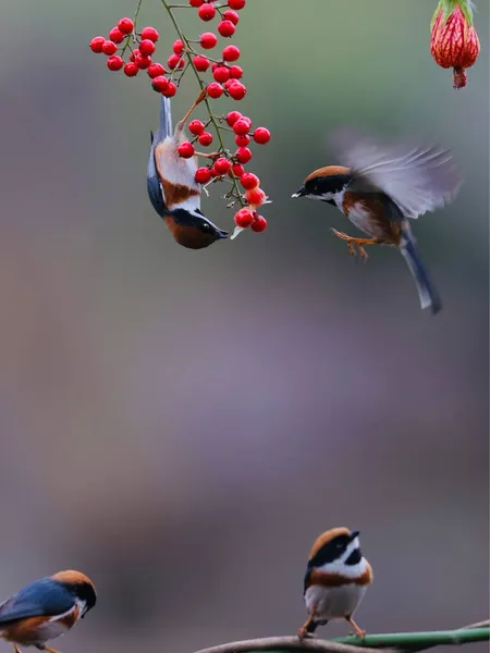 a closeup shot of a beautiful bird in the garden