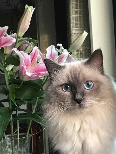 beautiful cat with flowers