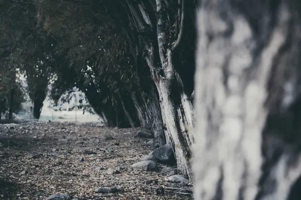 Una Hermosa Foto Árbol Bosque — Foto de Stock