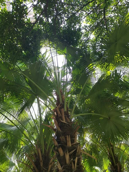 stock image coconut tree in the jungle