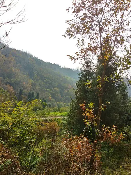 stock image beautiful landscape with a tree in the forest