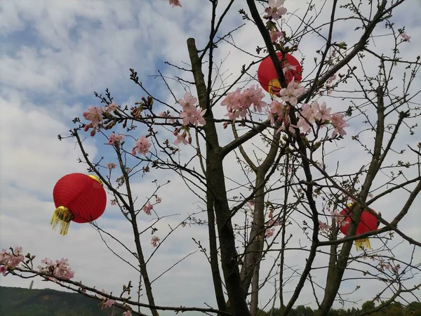 beautiful red cherry blossom in the garden