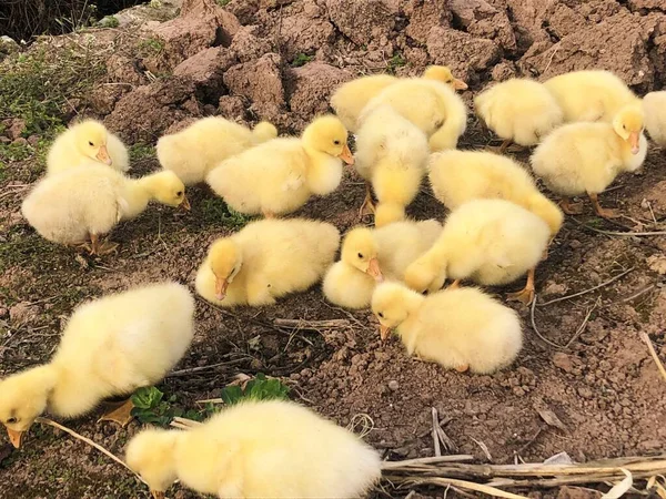 little chicks in the farm