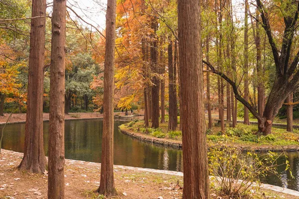 autumn landscape with trees and leaves