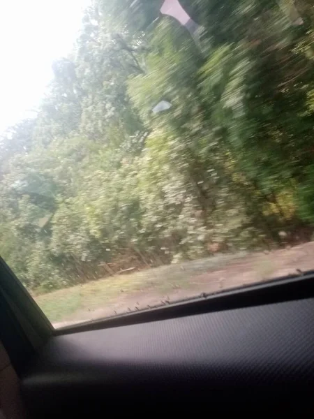 car window in the forest