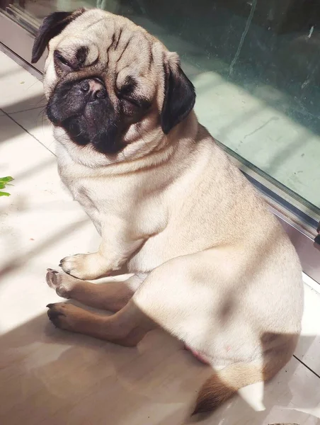 dog pug with a cup of coffee