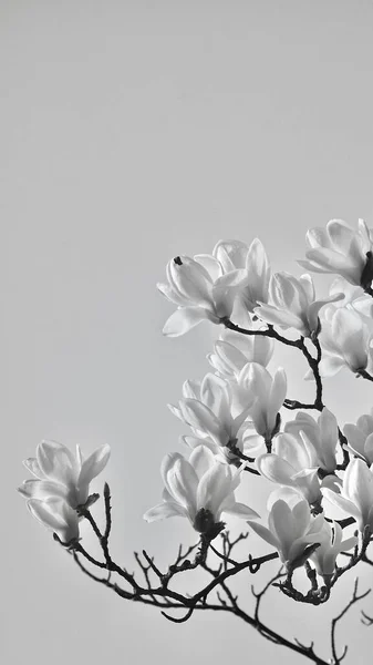 white magnolia flowers on a gray background
