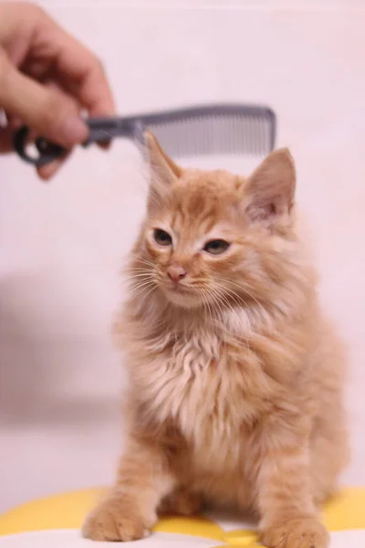 cat with a brush on a white background