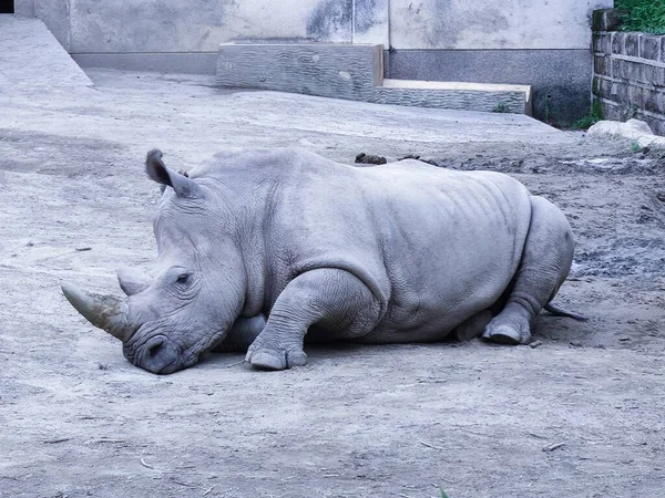 Nahaufnahme Eines Nashorns Zoo — Stockfoto