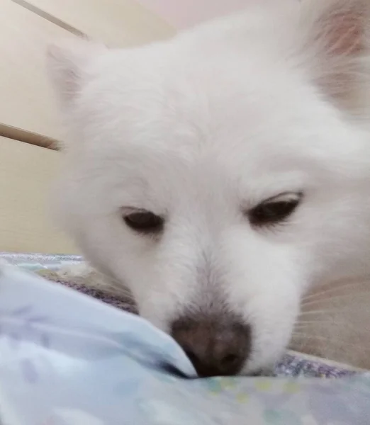 white fluffy samoyed dog on the bed