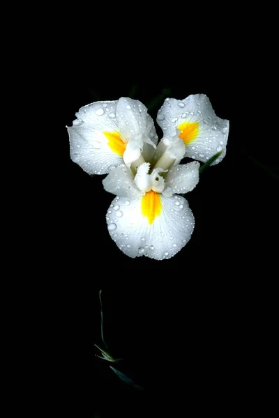 beautiful white flower on black background