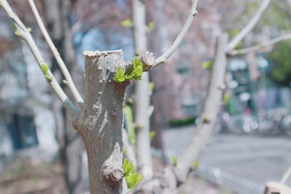 birch tree branches in the garden