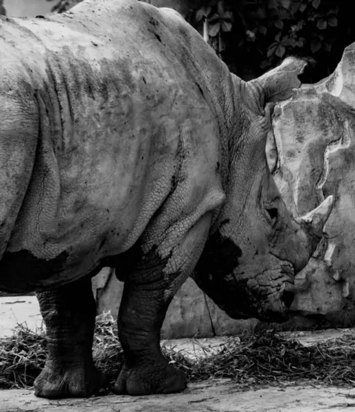 Rhinocéros Noir Blanc Dans Zoo — Photo