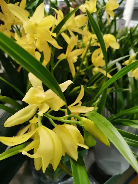 Stock image beautiful flowers in the garden