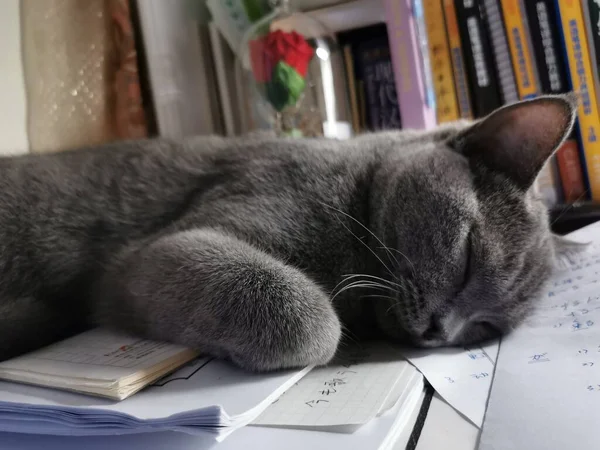 cat lying on the table with a book