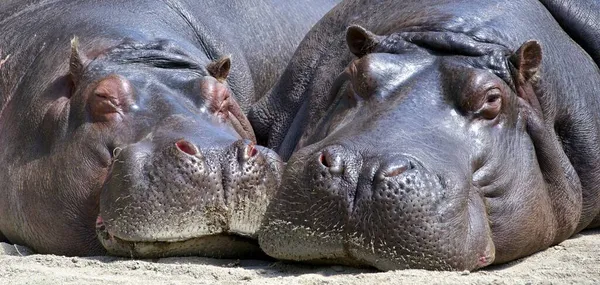 Hippopotame Dans Zoo — Photo