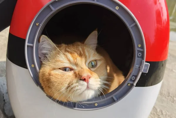 a cat is lying in the washing machine