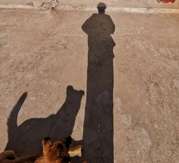 the shadow of the dog in the city of jerusalem