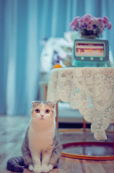 cat with a toy on a blue background