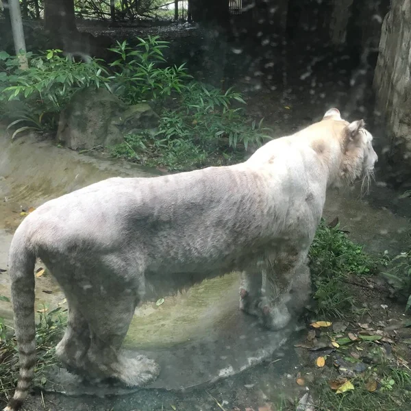 Белая Собака Зоопарке — стоковое фото