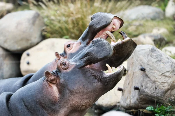 Tiro Close Jovem Hipopótamo Zoológico — Fotografia de Stock