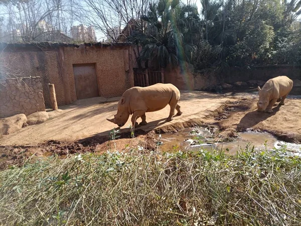 Eine Elefantenherde Zoo — Stockfoto