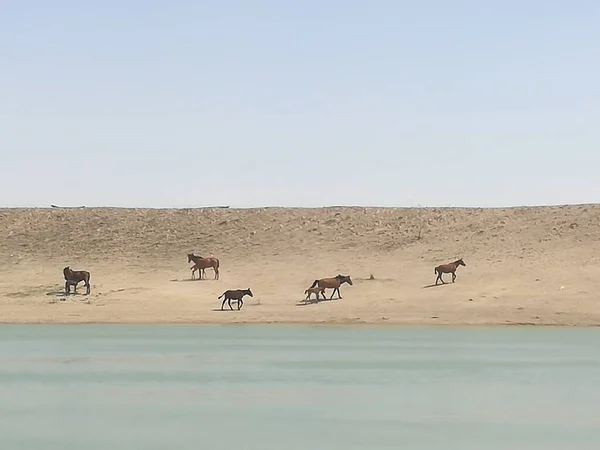 group of camels in the desert