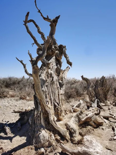 dead tree in the desert