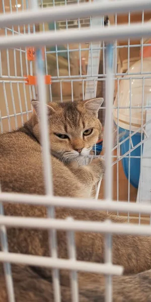 cat in the cage