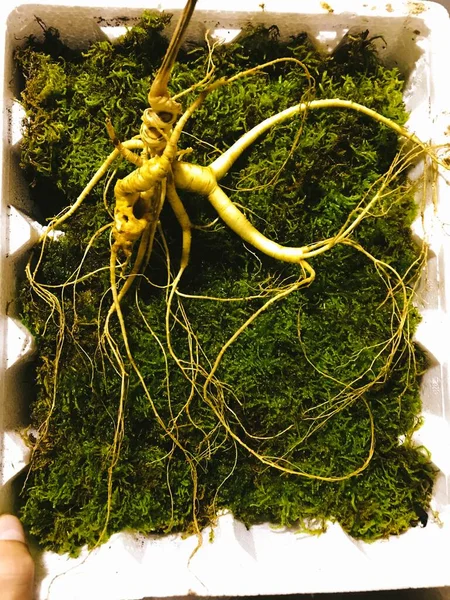 dried green sprouts of a plant