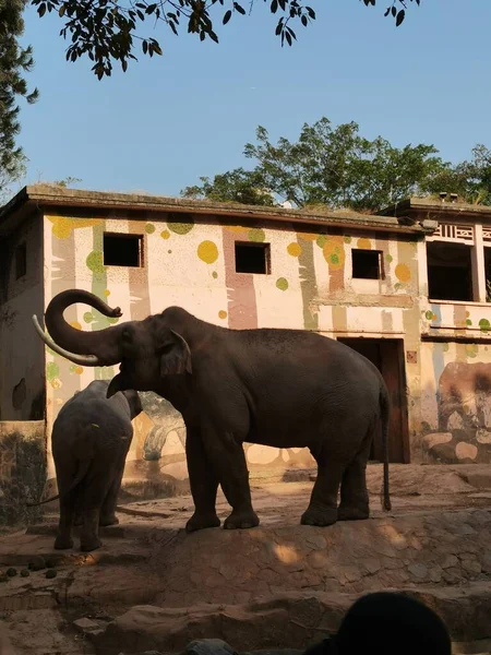 Elefant Zoo — Stockfoto