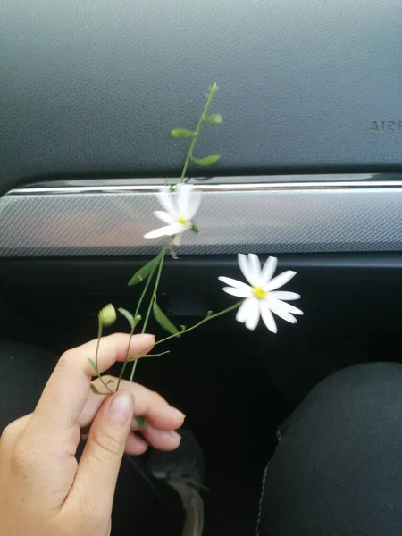 woman\'s hand holding a flower in a car
