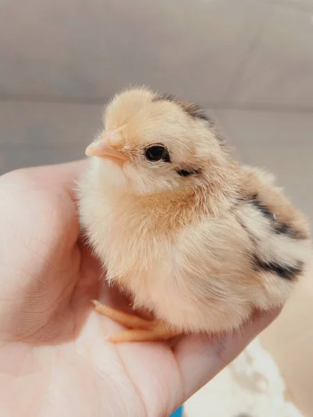 little rabbit in the hands of the chicken