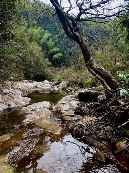 Hermosa Vista Del Río Bosque — Foto de Stock