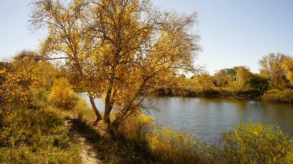 autumn landscape with trees and leaves