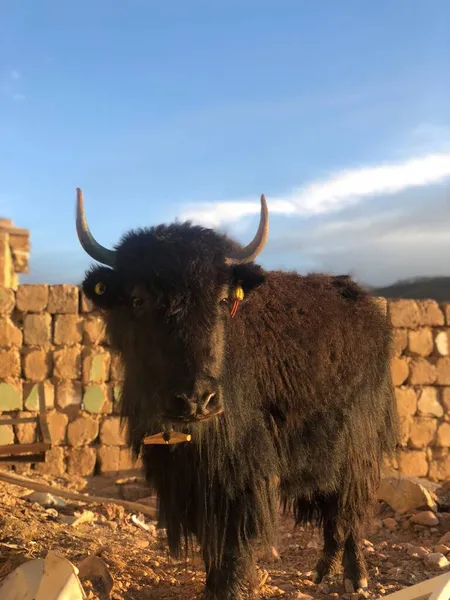a closeup shot of a brown bull with a horns on a farm