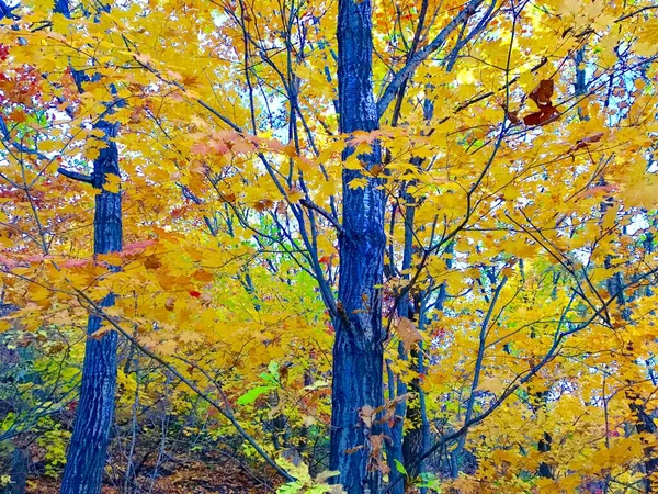 autumn landscape with colorful leaves