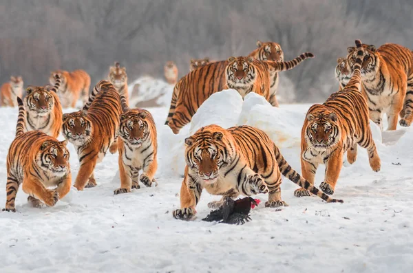 two tigers are playing in the snow