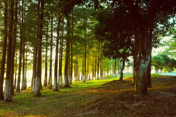 beautiful landscape with trees and green leaves